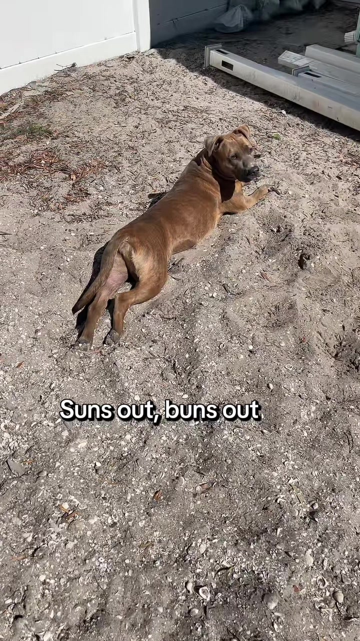 @lifewithstella