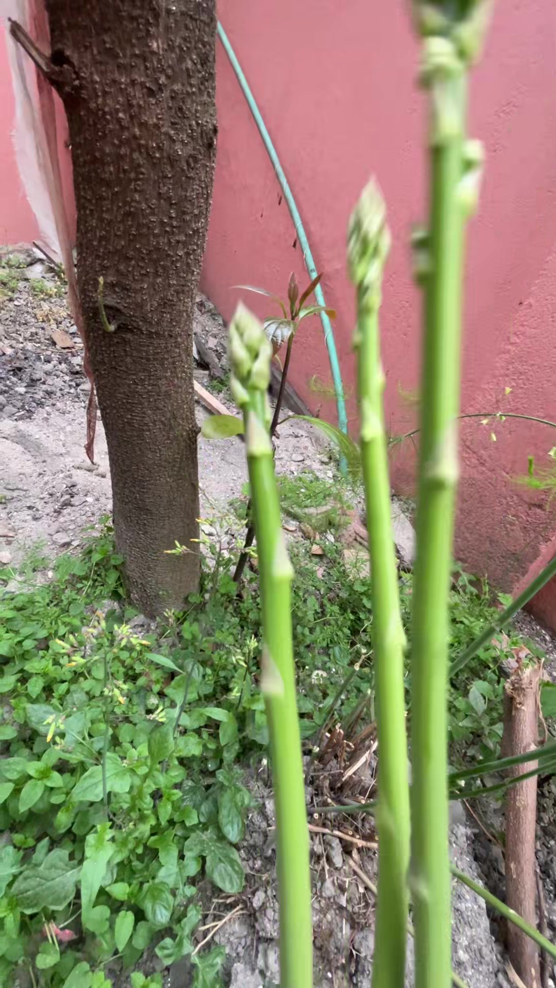 @Aama ko bhansa 🥰