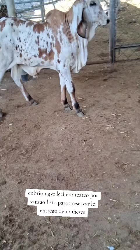 @Rancho El guanaco