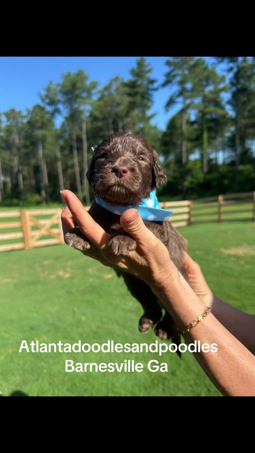 @atlantadoodlesandpoodles