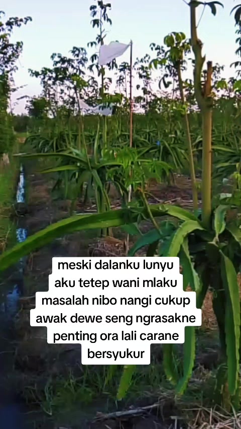 @Dwi Yanie29