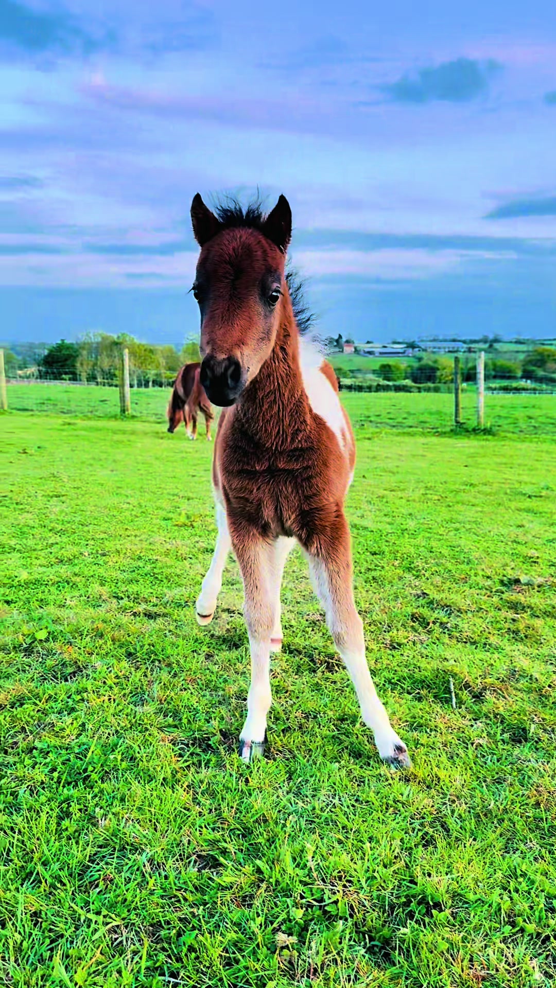@SummerMoor Miniature horses