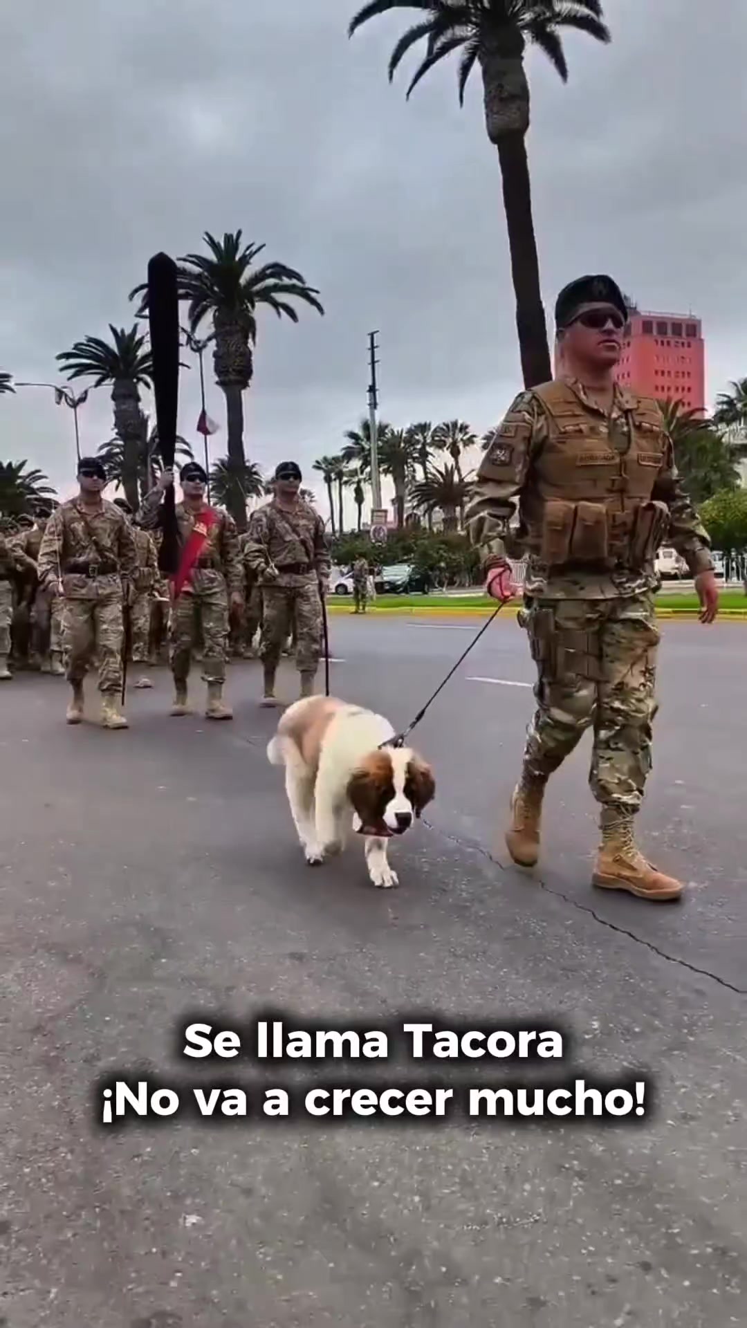 @Arica es Bacán