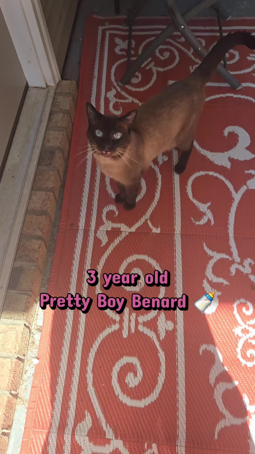 @Brittany's Beauties Kittens