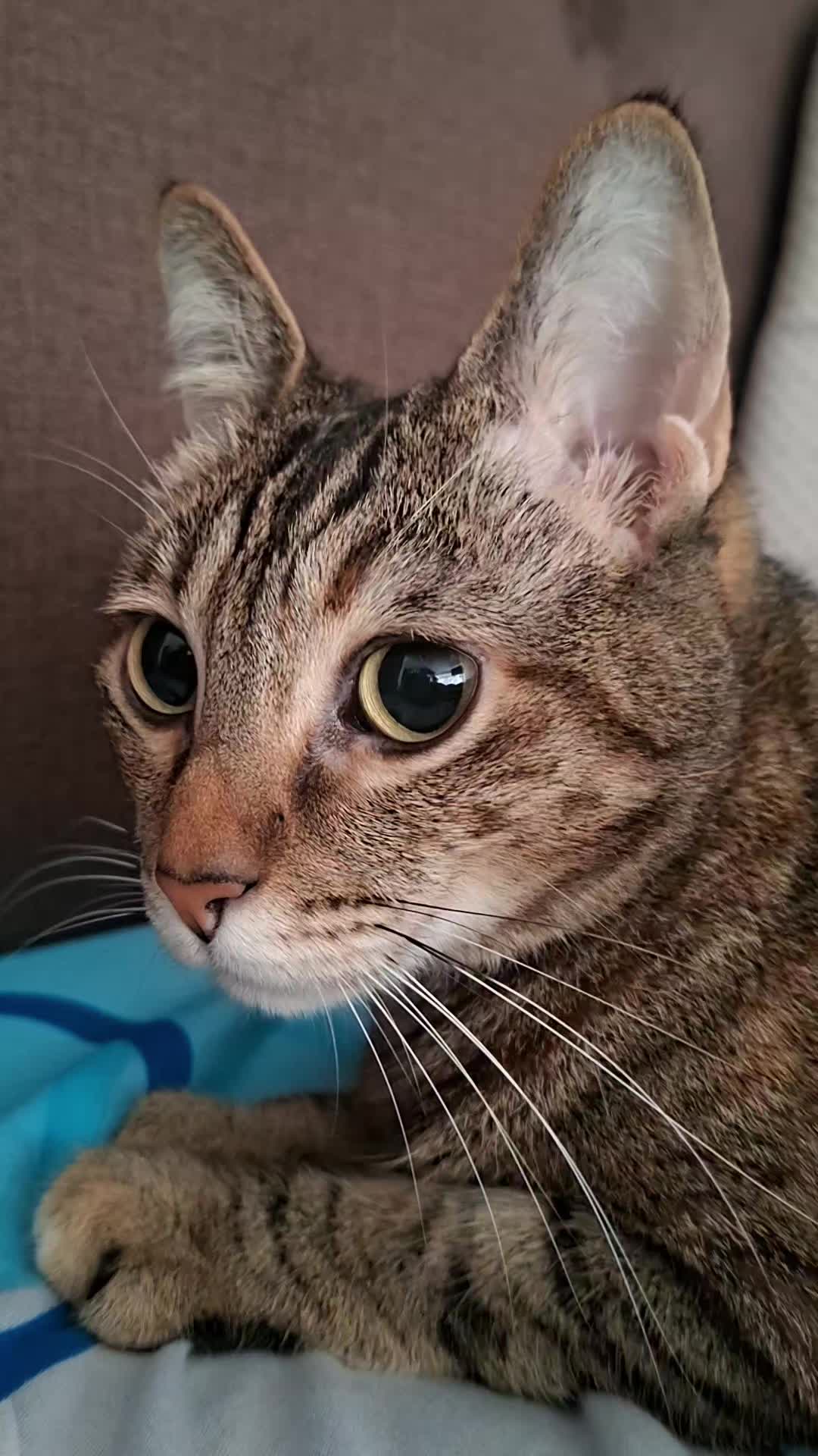 @KAI 🐈 Y LUA🐈⬛