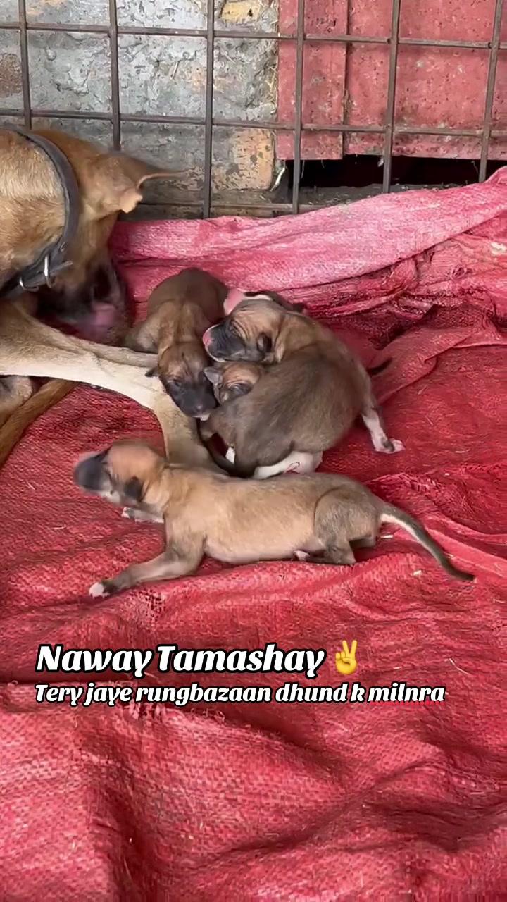 @چوہدری حمزہ گجر🐾
