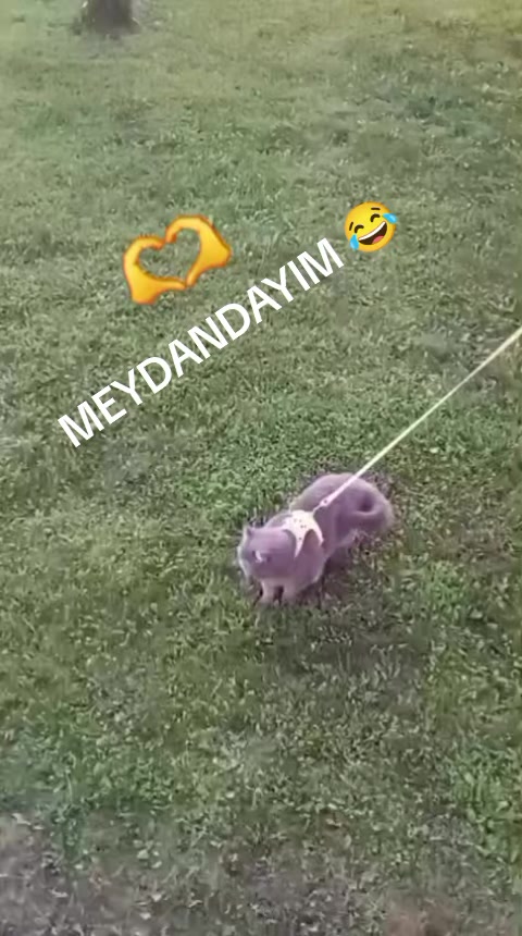 @evimizinbirtanesi