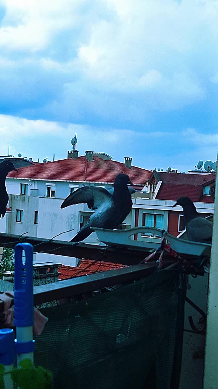@papatya 1973