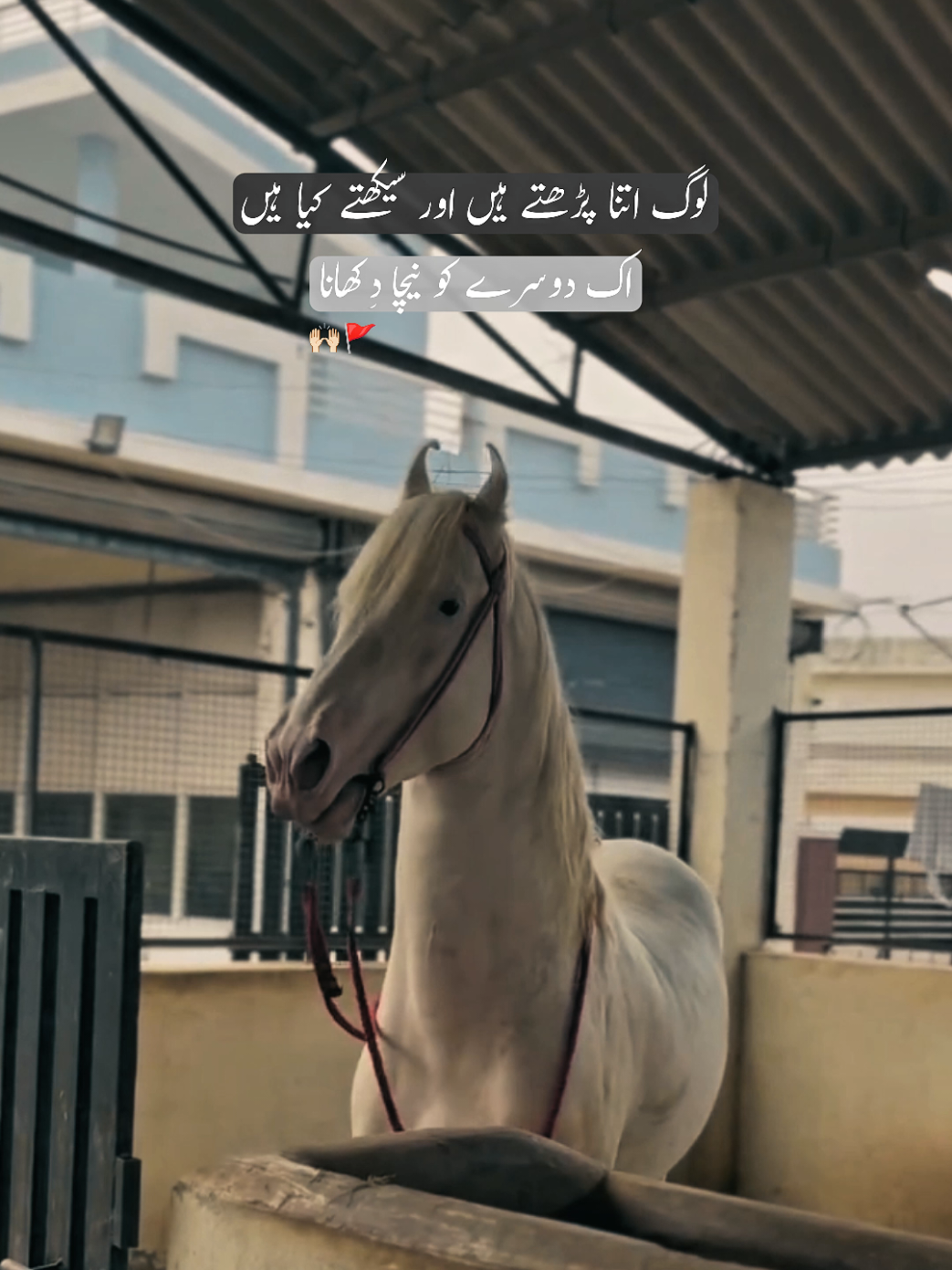 @𓆩𝐅𝐱𝐢𝐳𝐢𓆪