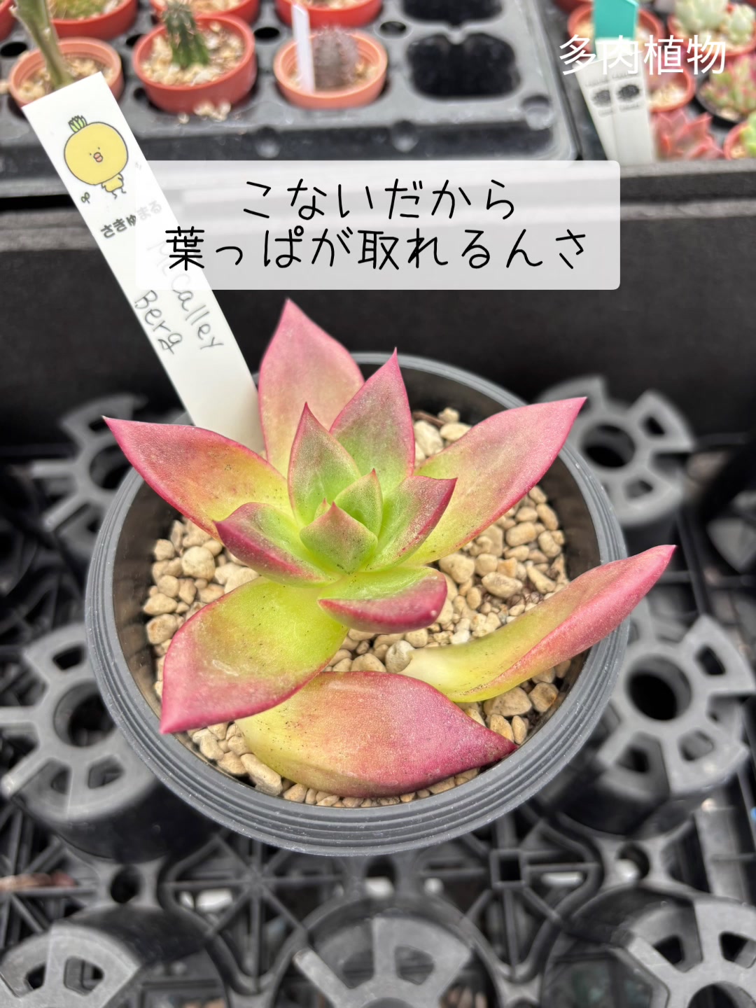 @さきゅまる～こぴとSHOP