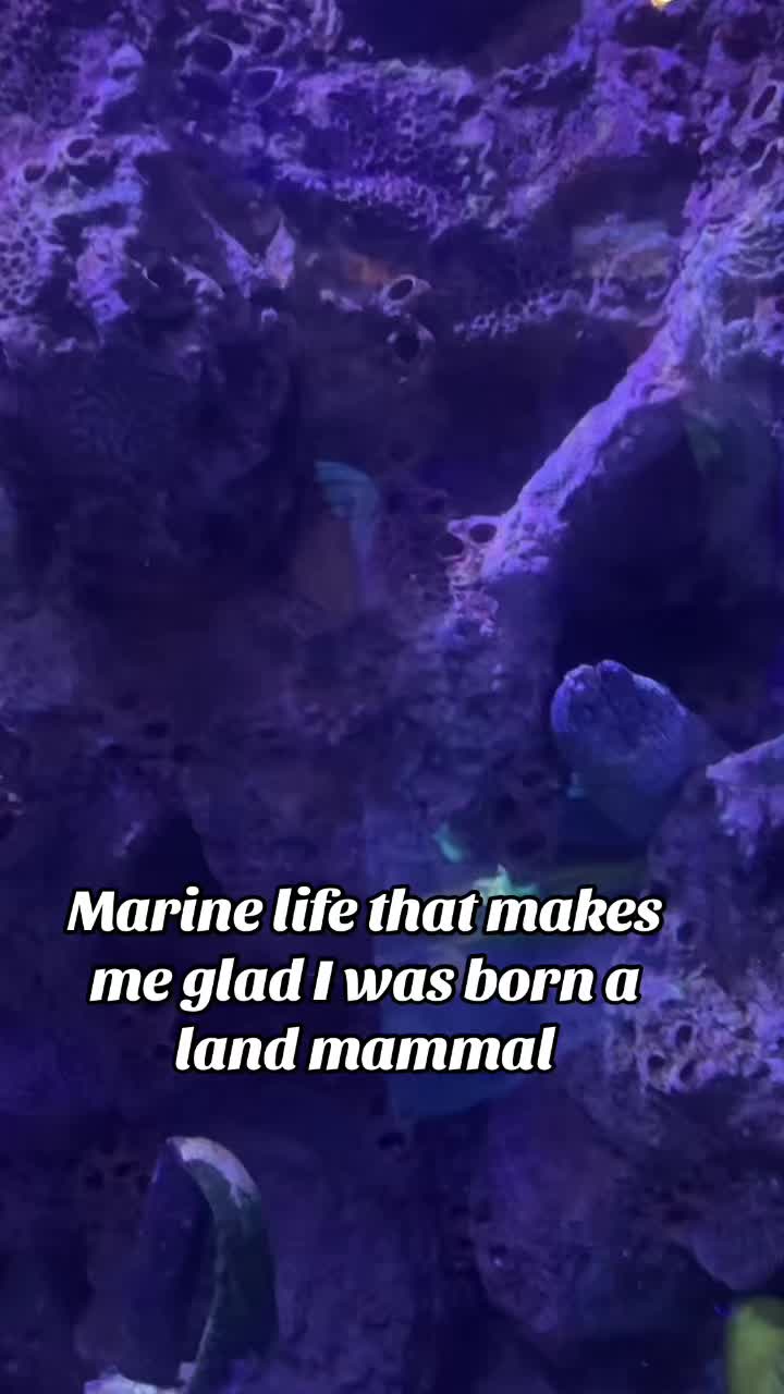 @🦈