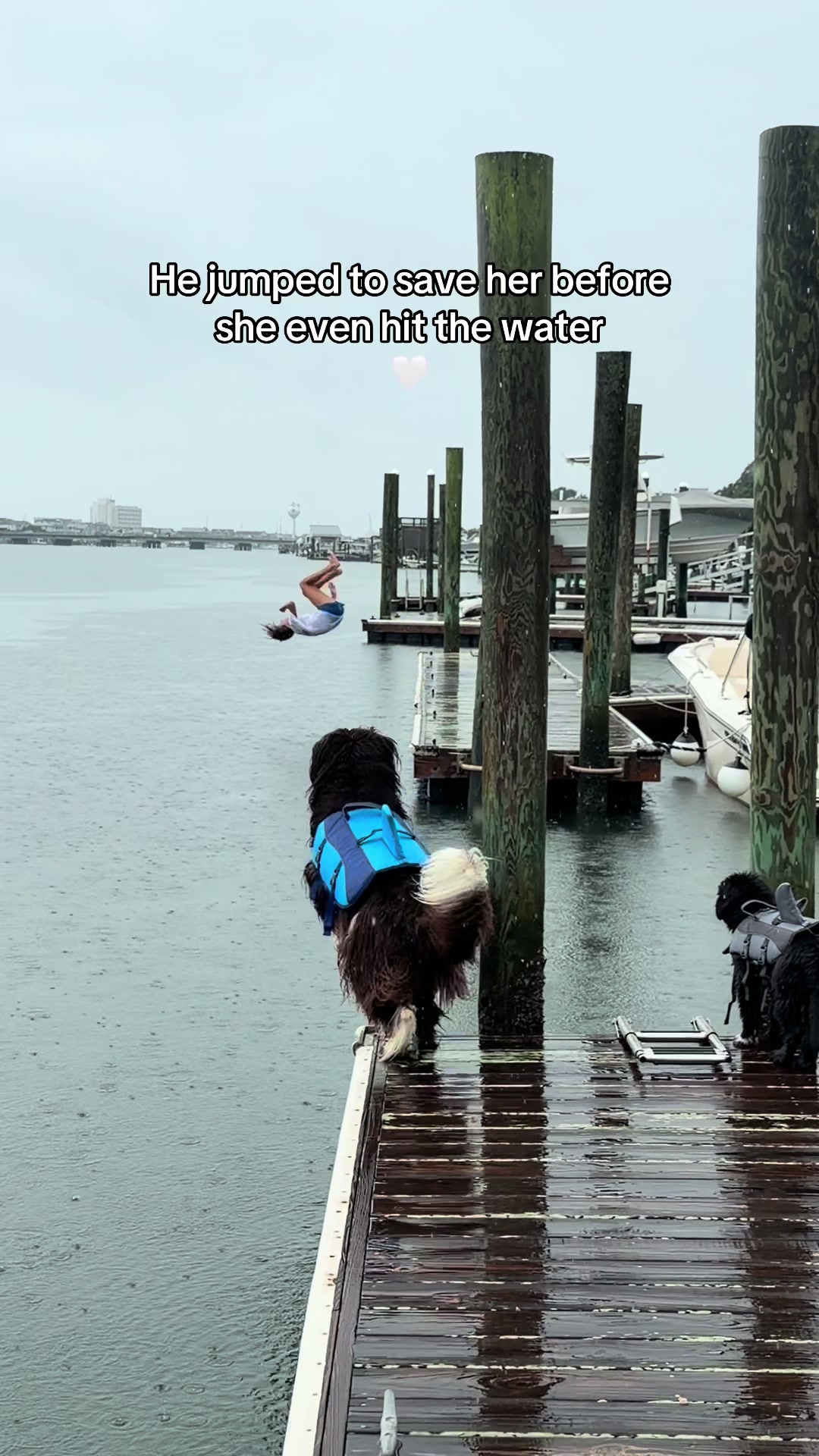 @Chewy The Newfoundland