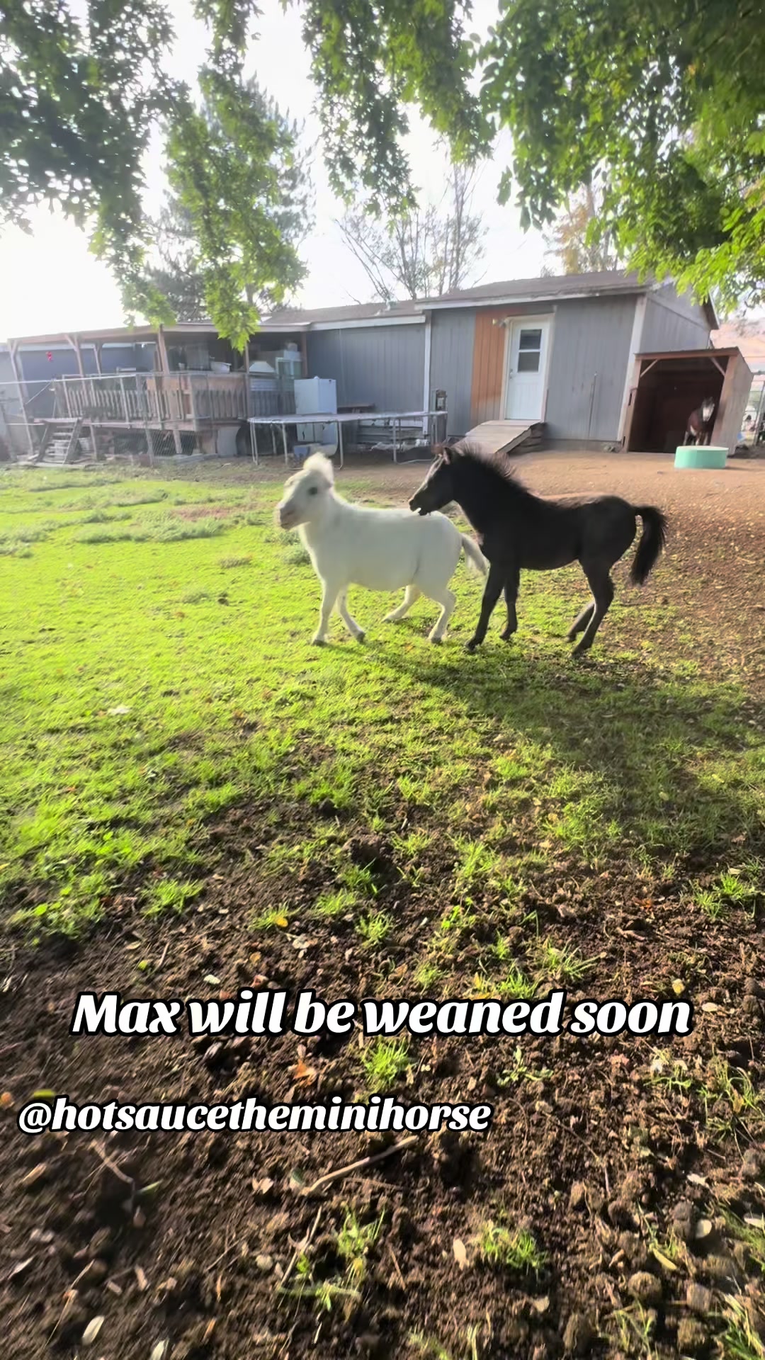 @Hot Sauce the Mini horse 🐎