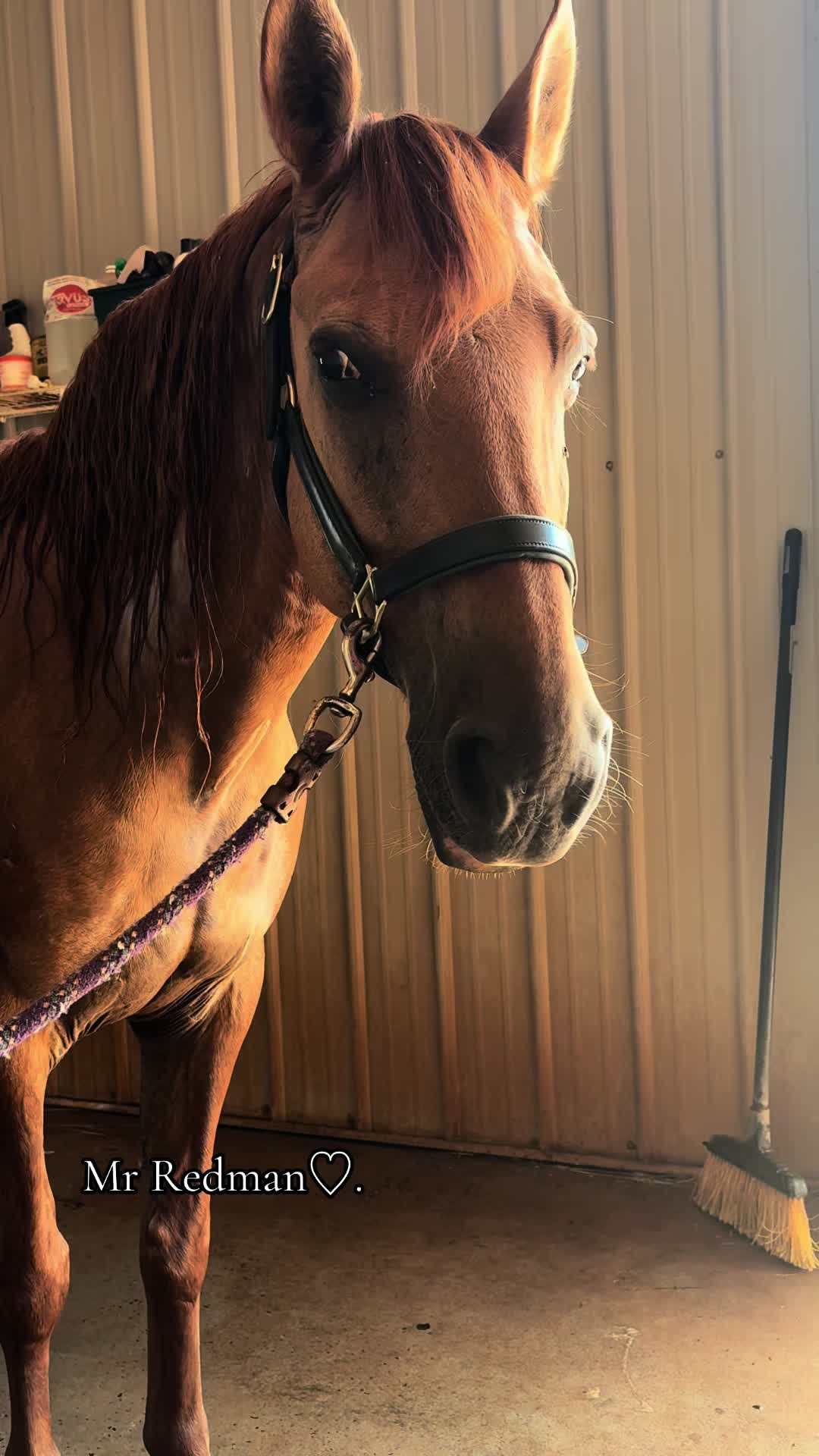 @brooklynn 🪶🐴🃏