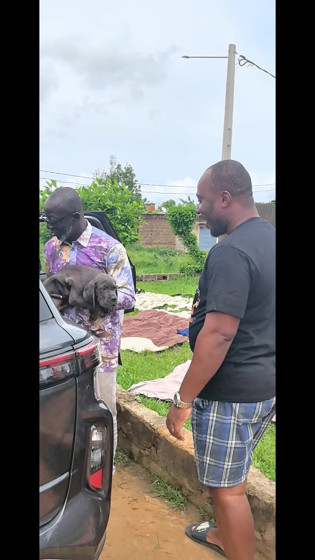 @FIRST CANE CORSO🐾🇨🇮🇨🇮🐾