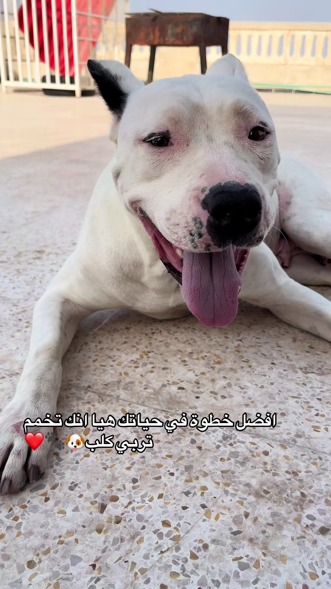 @DOGO ARGENTINO R.A.S🇦🇷🔥