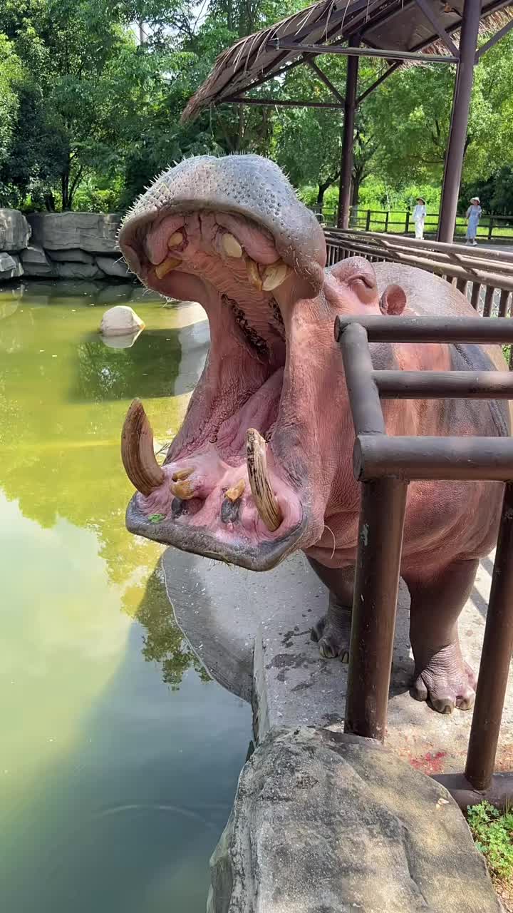 @Hippo