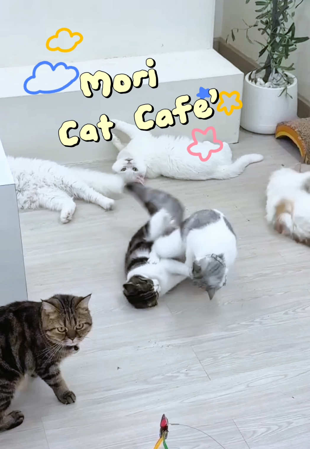 @คาเฟ่แมวโมริ Mori cat cafe'