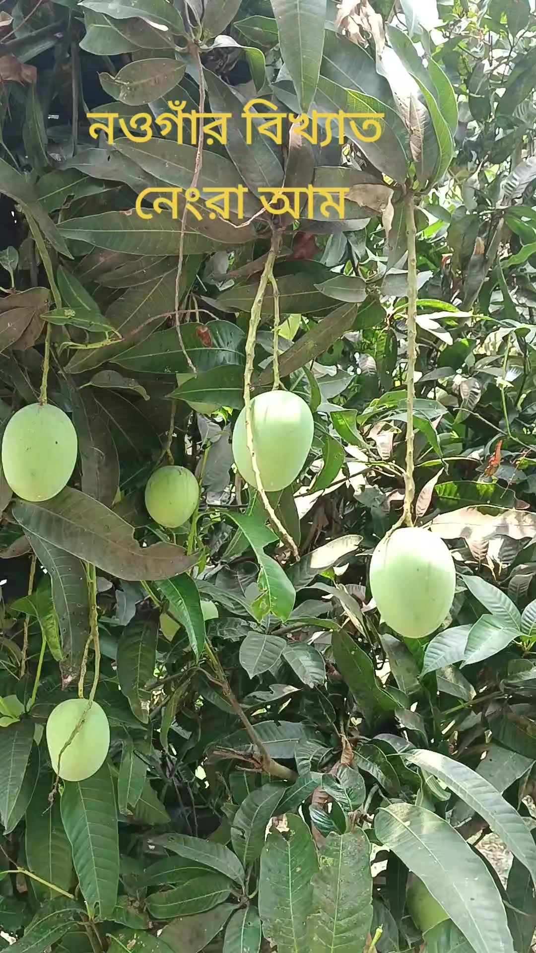@❤️🅡🅐🅝🅐❤️`ঝরা পাতাシ❤️