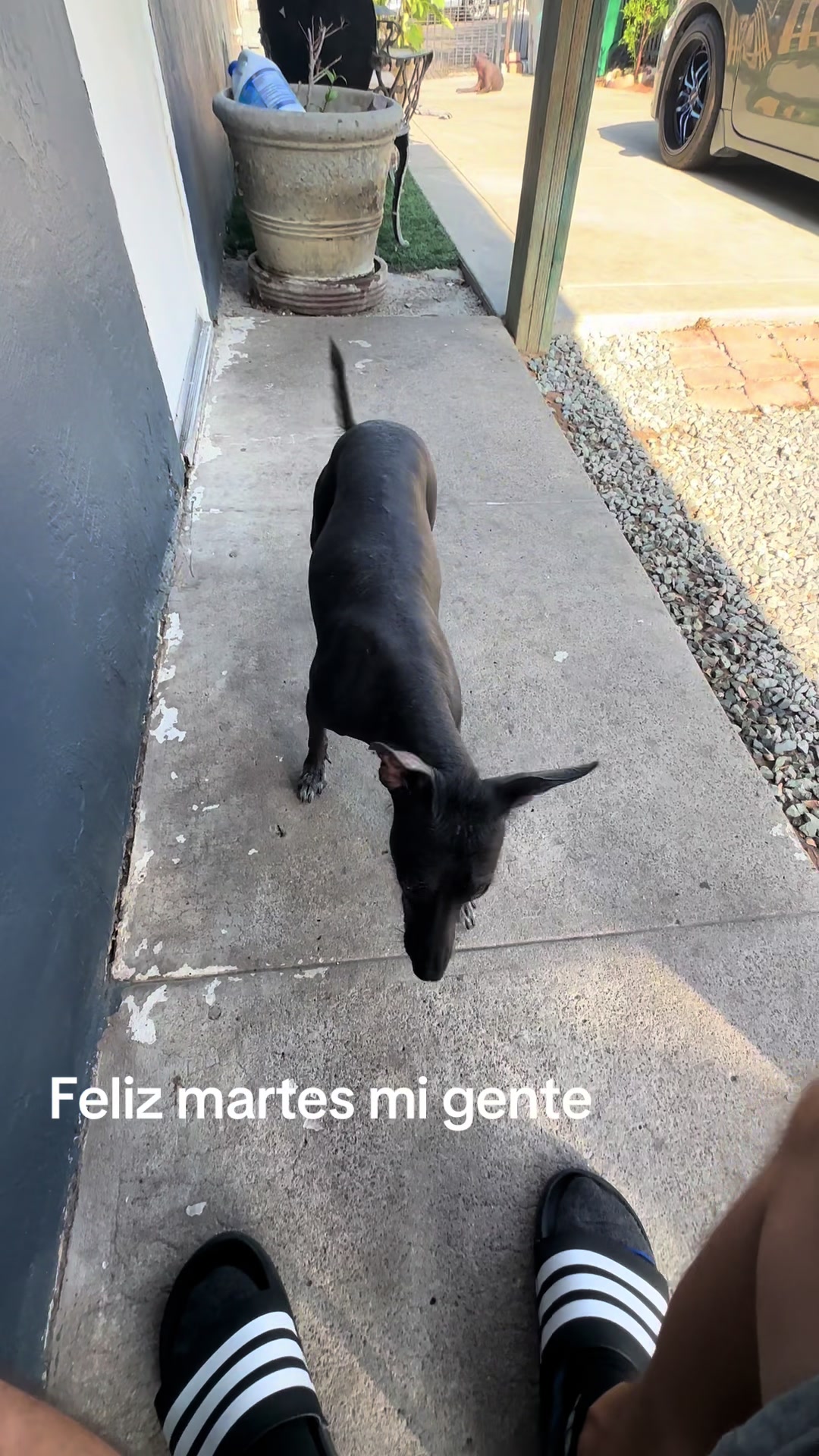 @Elcharitoopemex