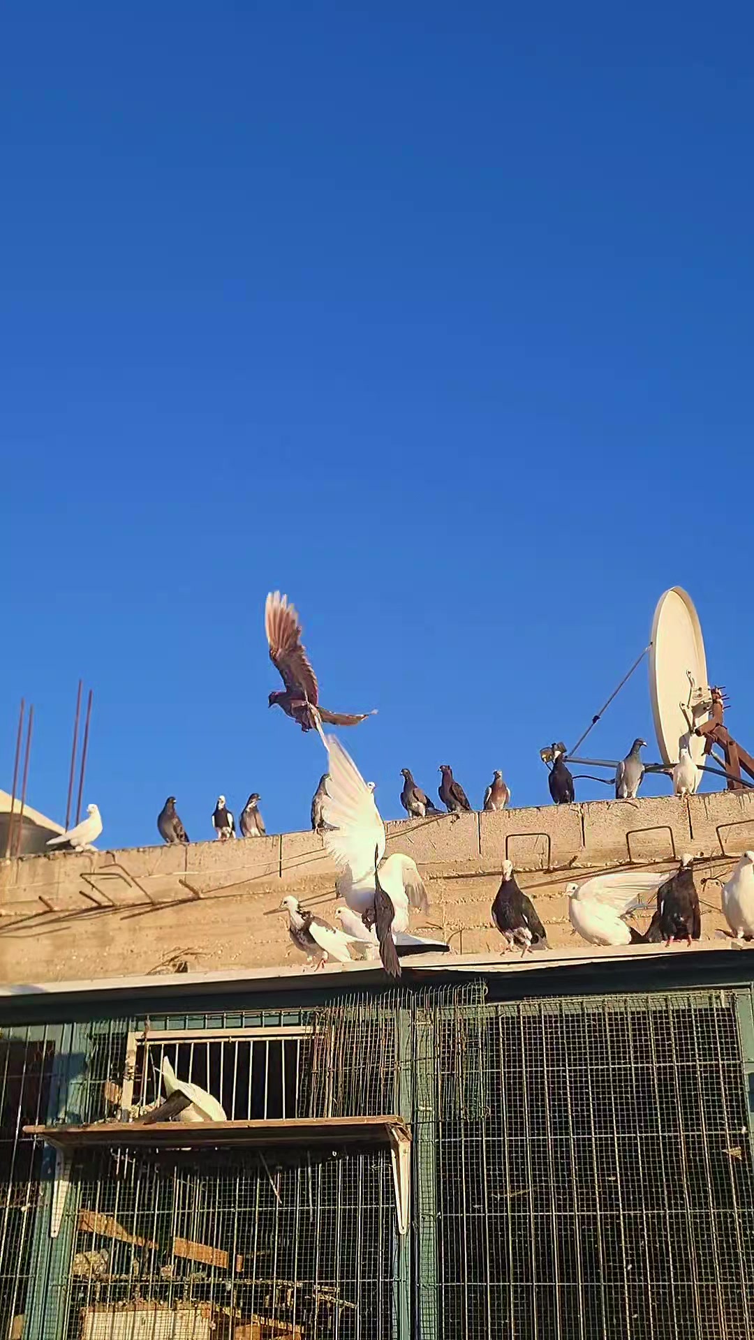 @Pigeons Tv