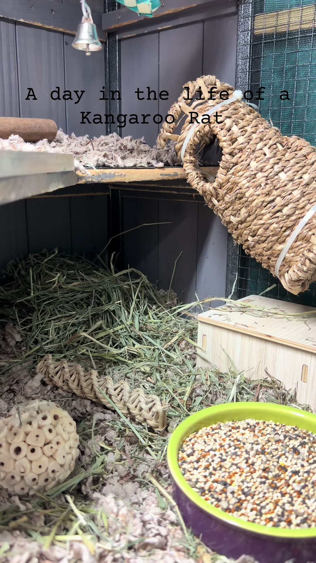 @Tiny Tails Mousery