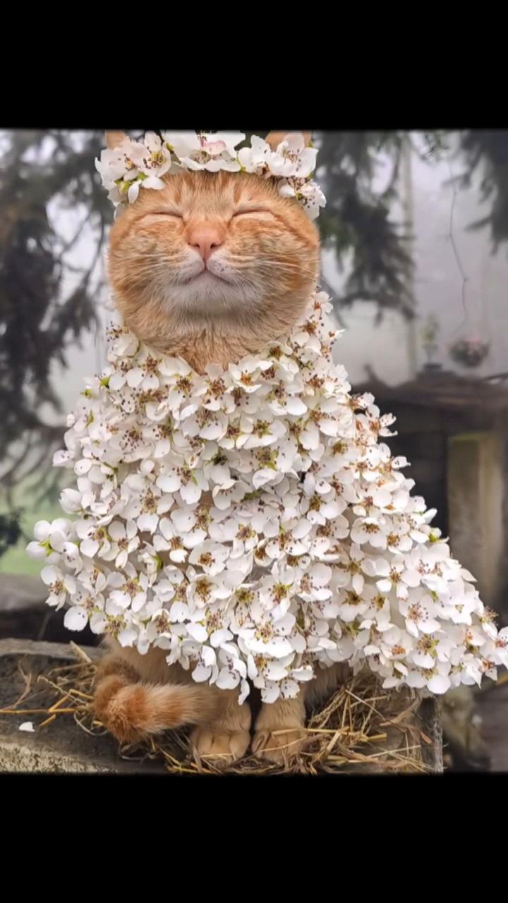 @My Daily Dose of Aww