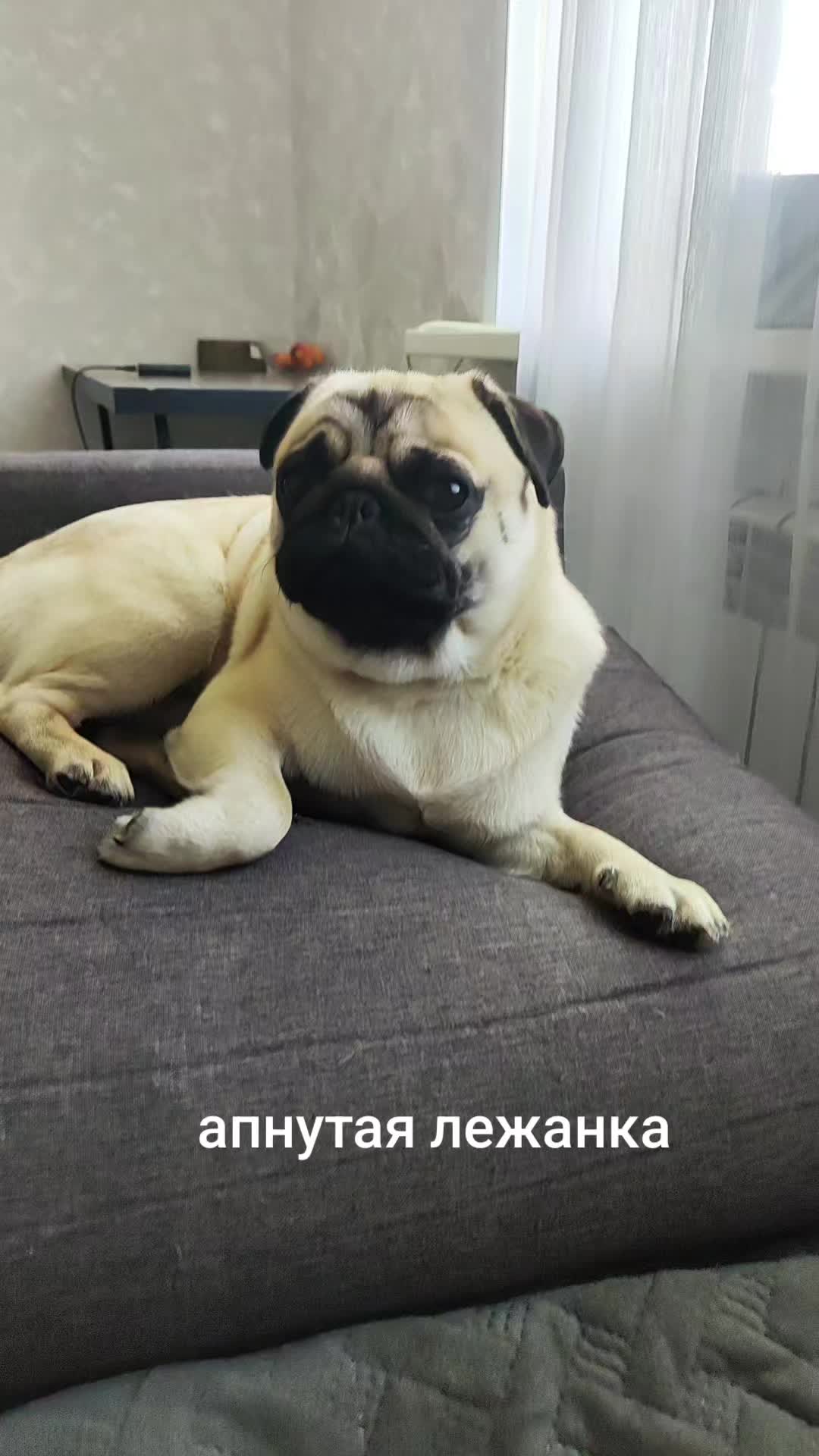 @ЧИПУНЕТСКИЙ👑