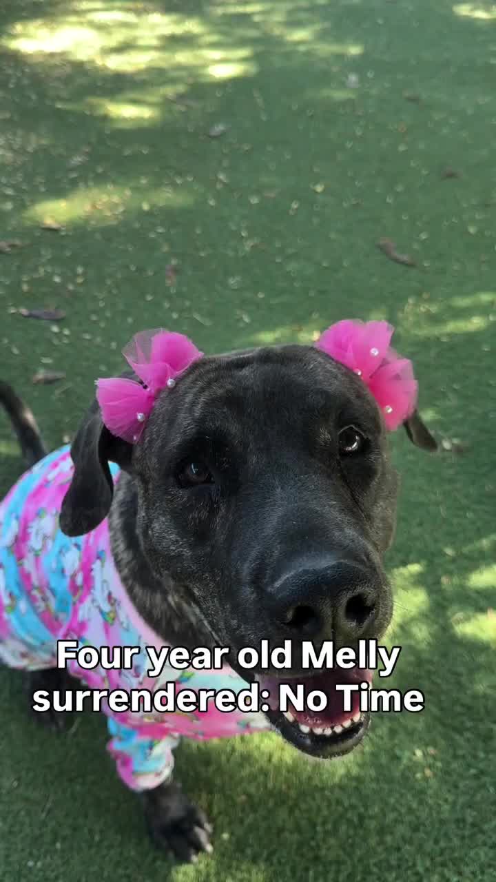 @Cane Corsos