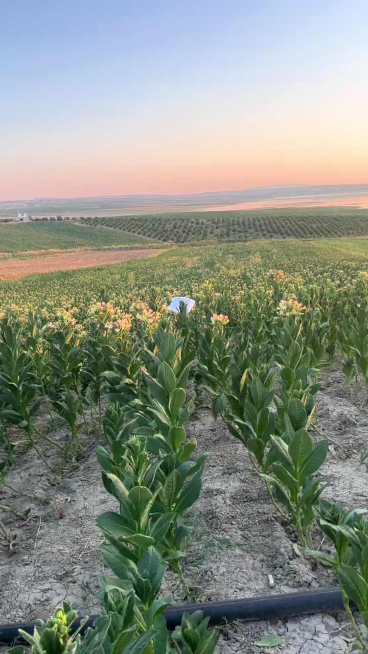 @Türkan