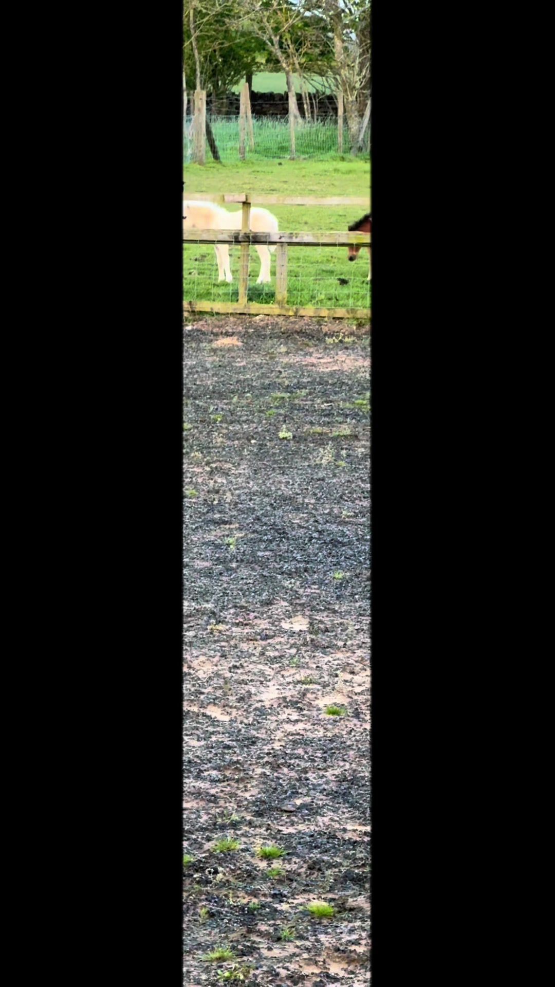 @SummerMoor Miniature horses