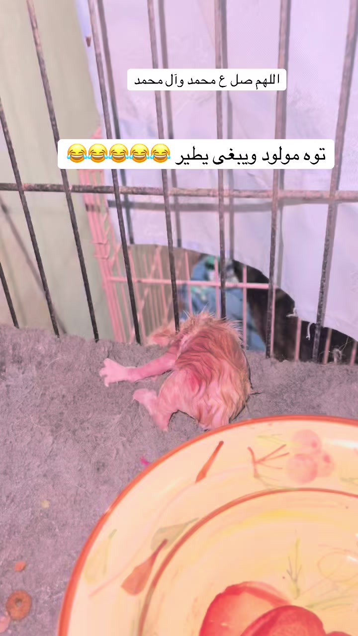 @ashkaltbiah