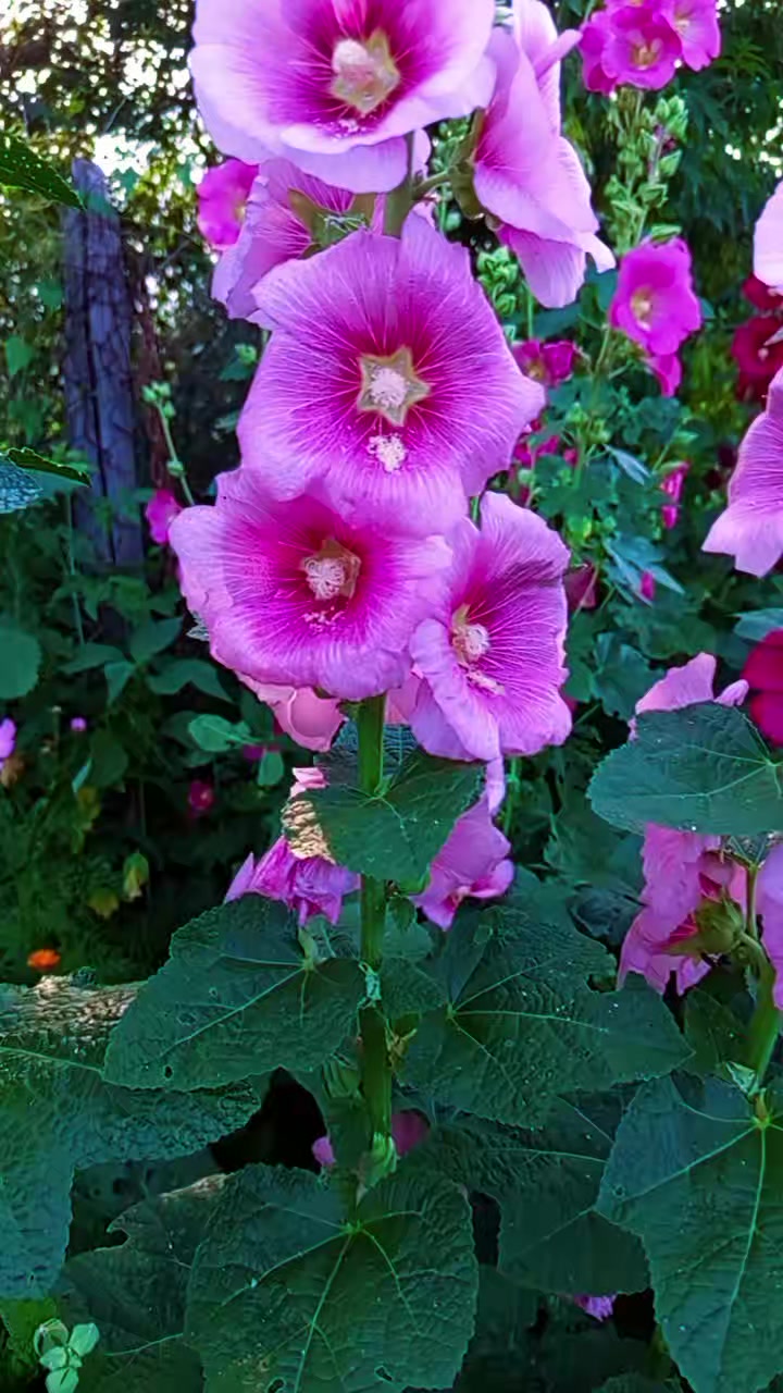 @Айна
