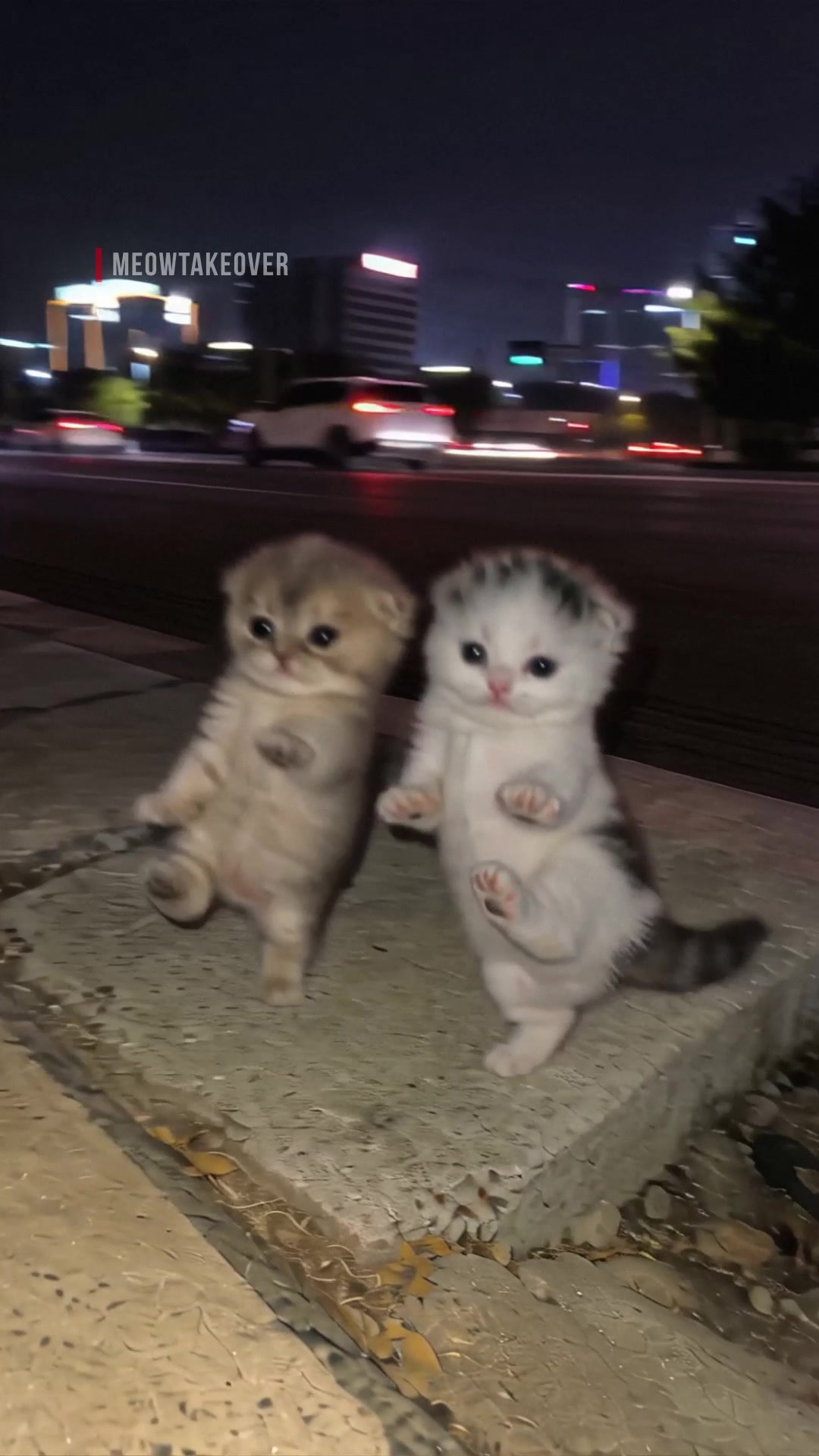 @meowtakeover