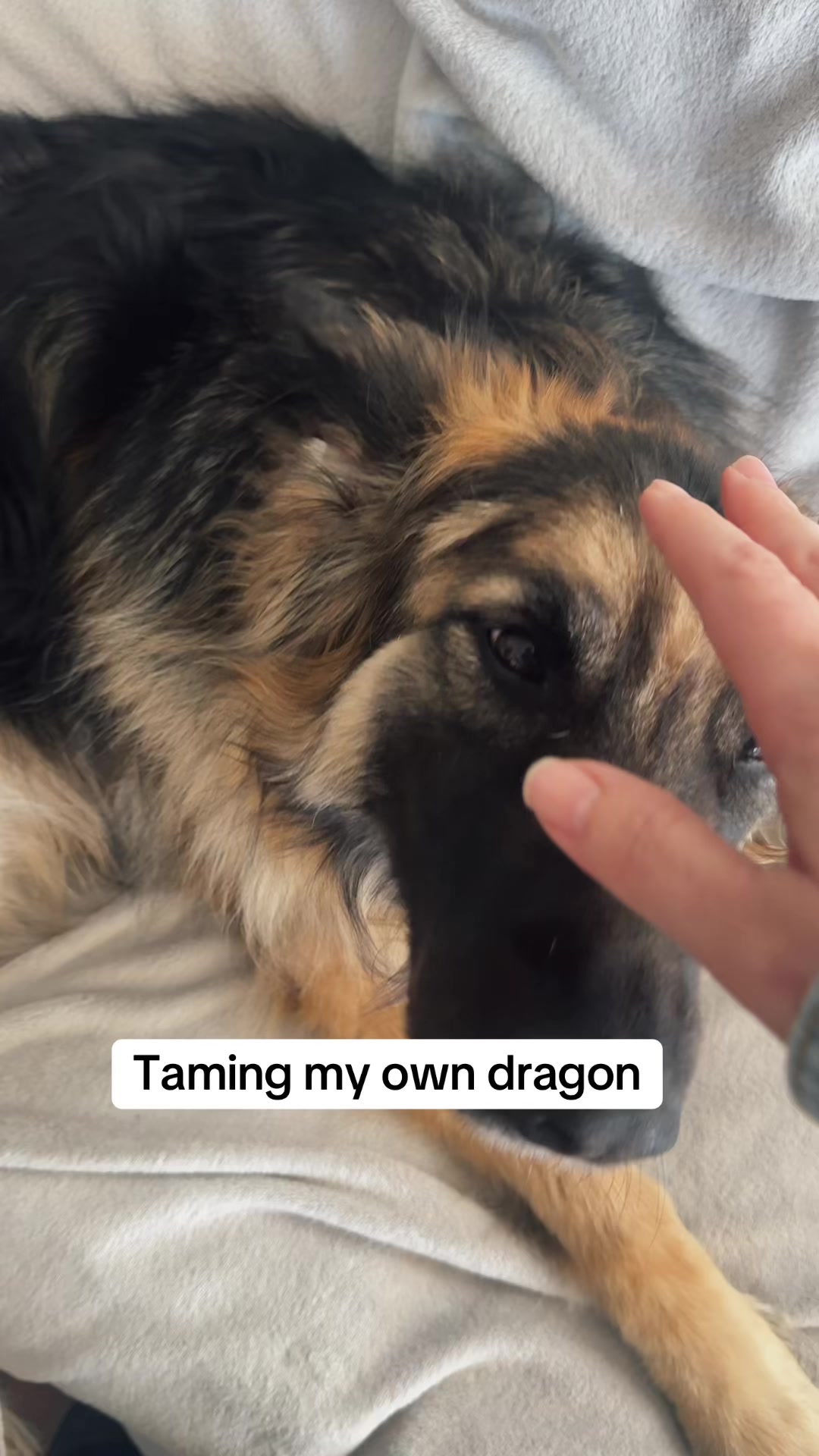 @Indy German Shepherd
