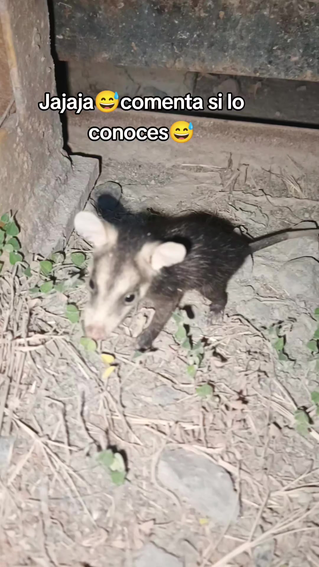 @Ivis 1602🥺