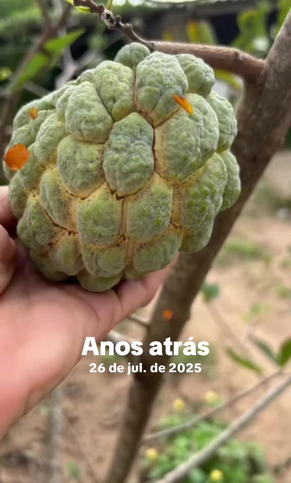@reflexoes_davida