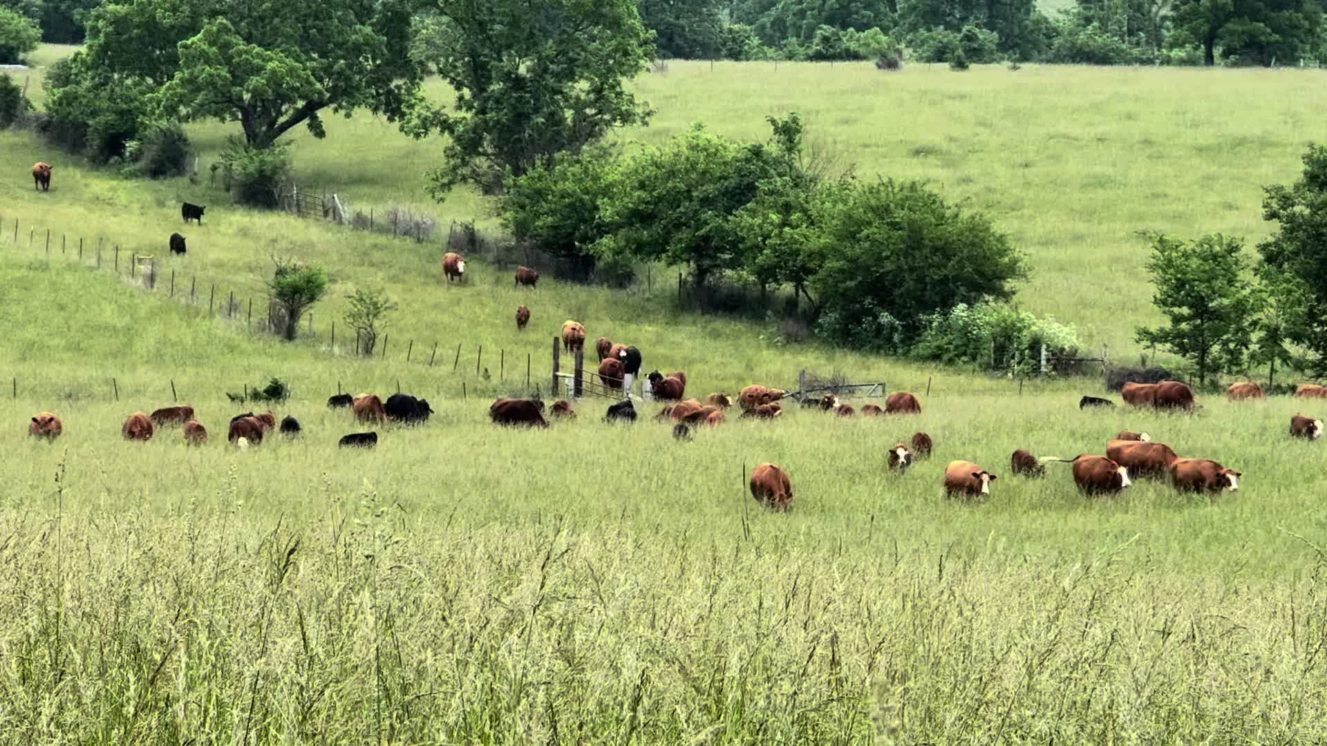 @Massey Land & Cattle