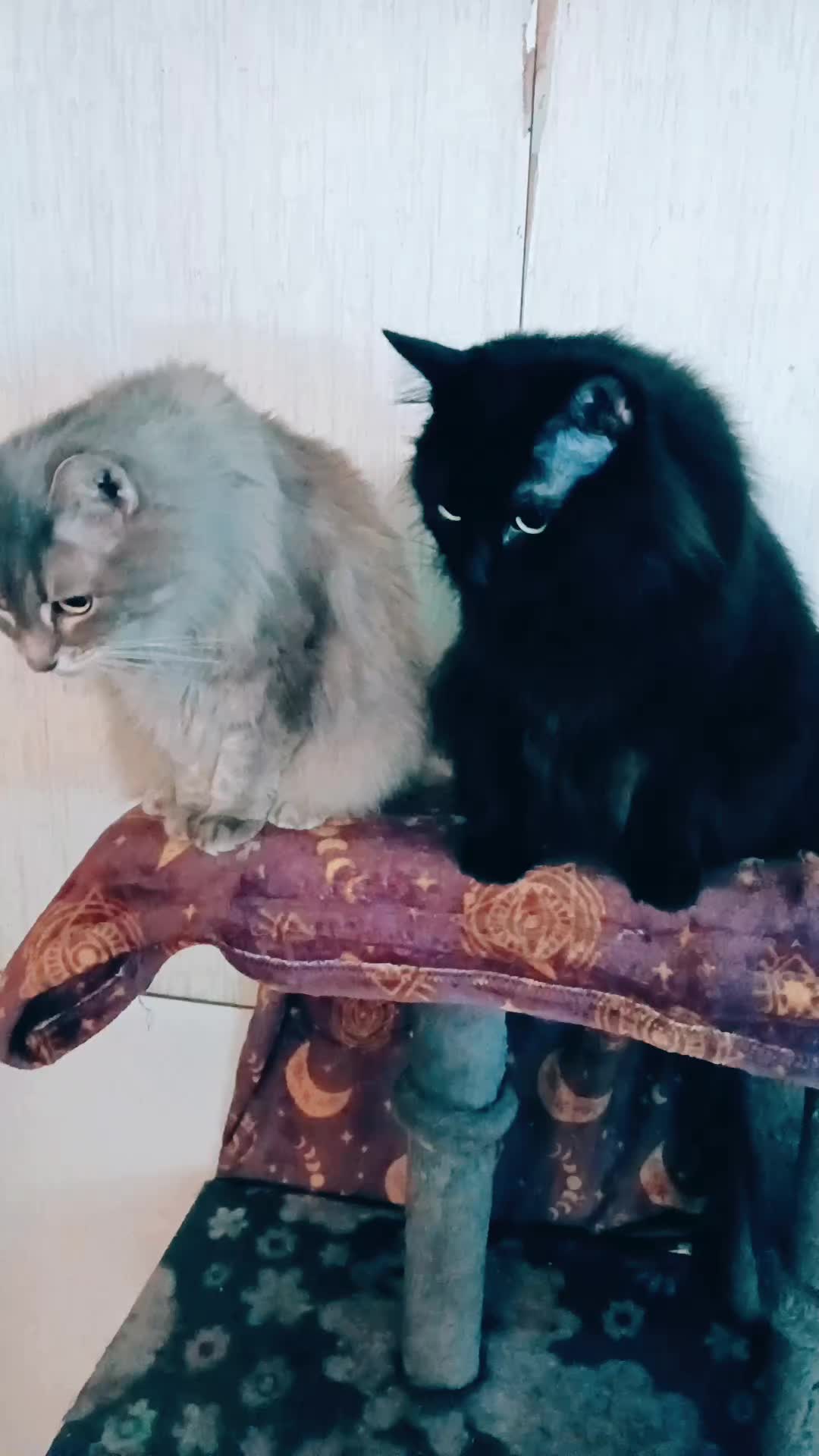 @The Metal Cat Dad!🐈🐈&zwj;⬛🐾🤘