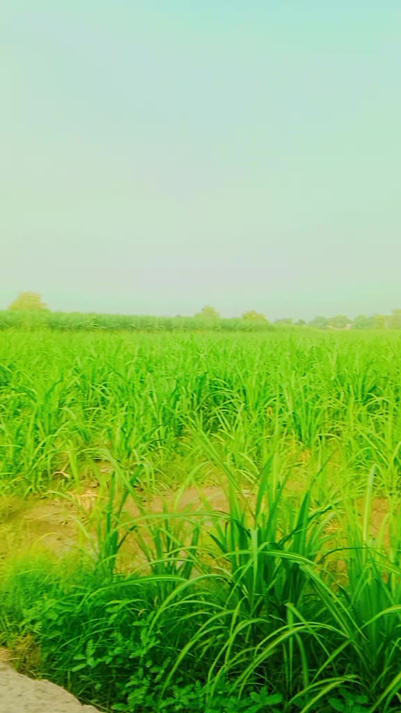 @Ch Hamza