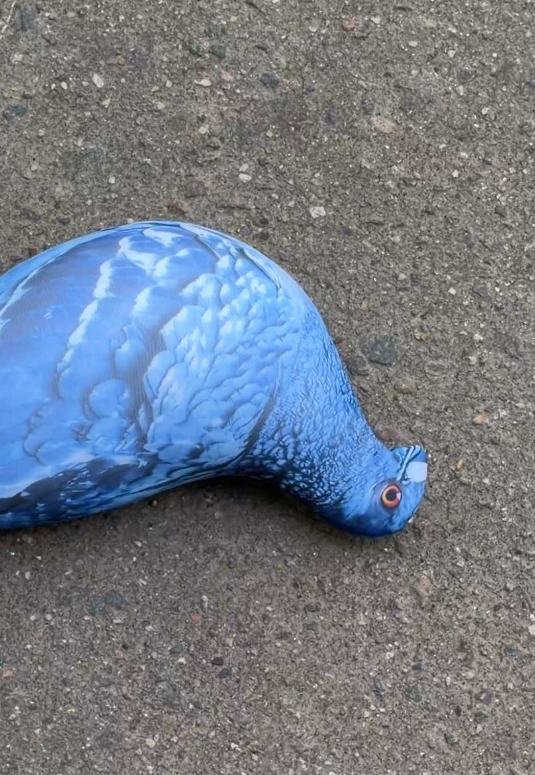 @БЛОПТОП