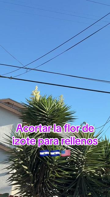 @wilber lopez bb🫡503🇸🇻💯💪