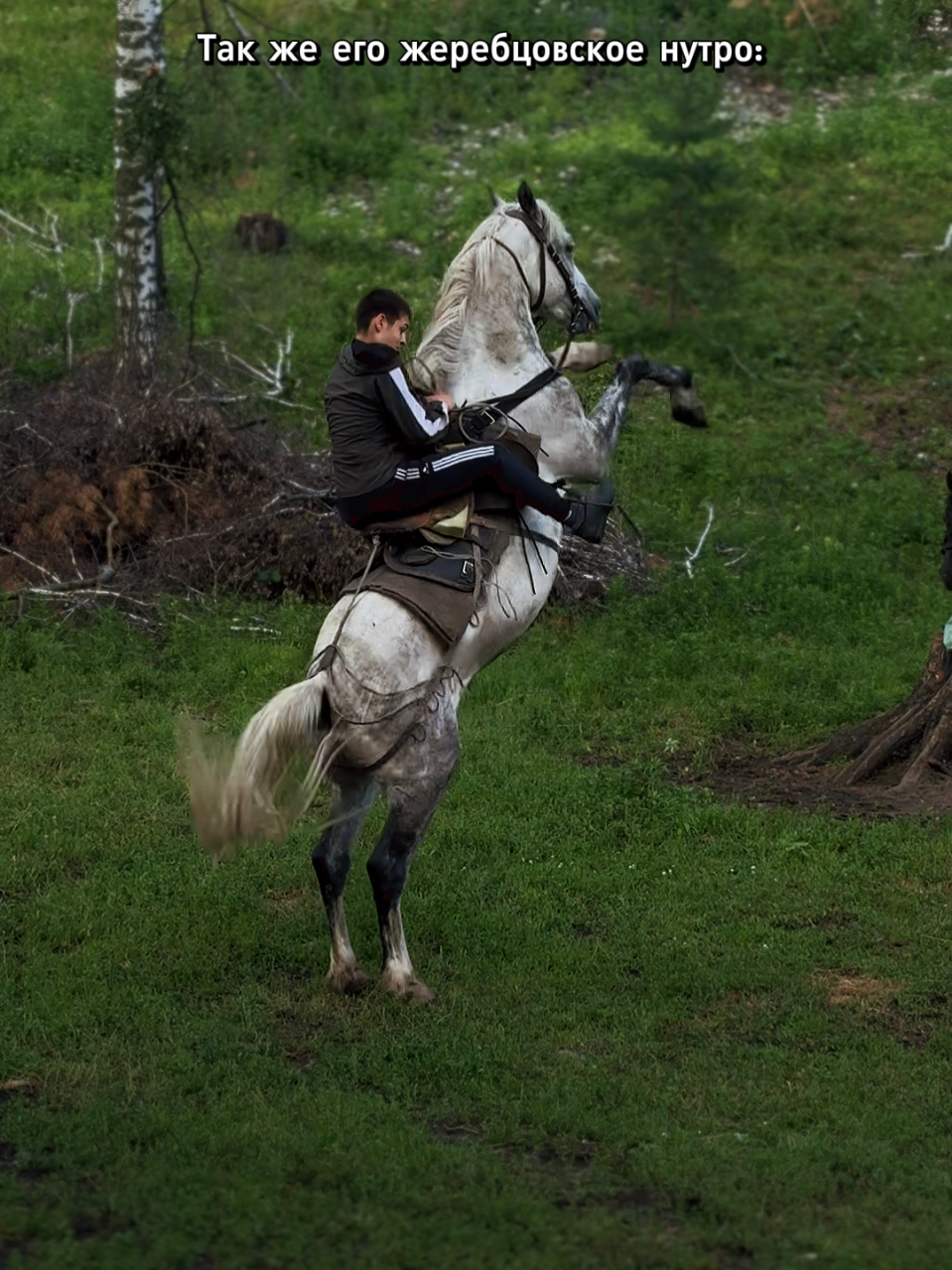 @tg: altaihorses
