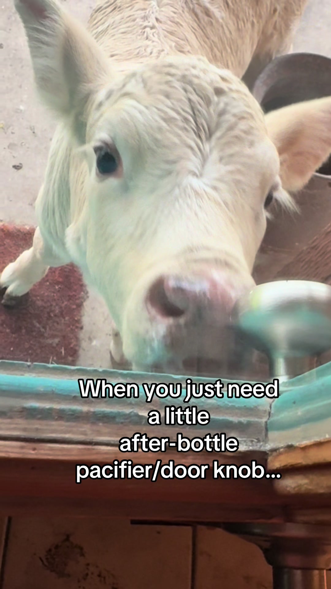 @Gonzales Livestock Market