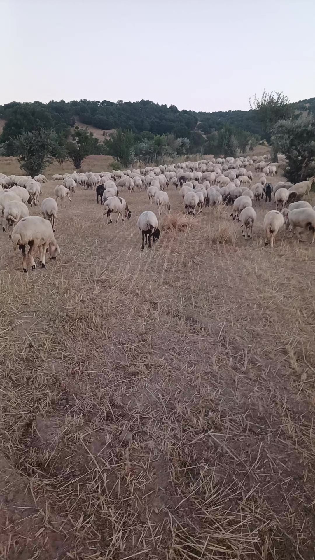 @Deli Çoban 42