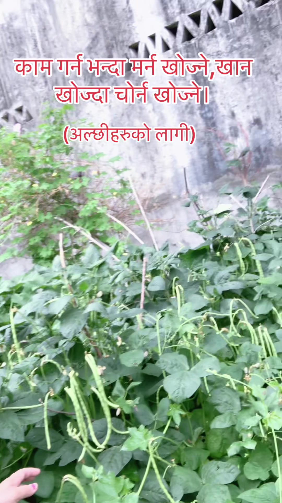 @sikha