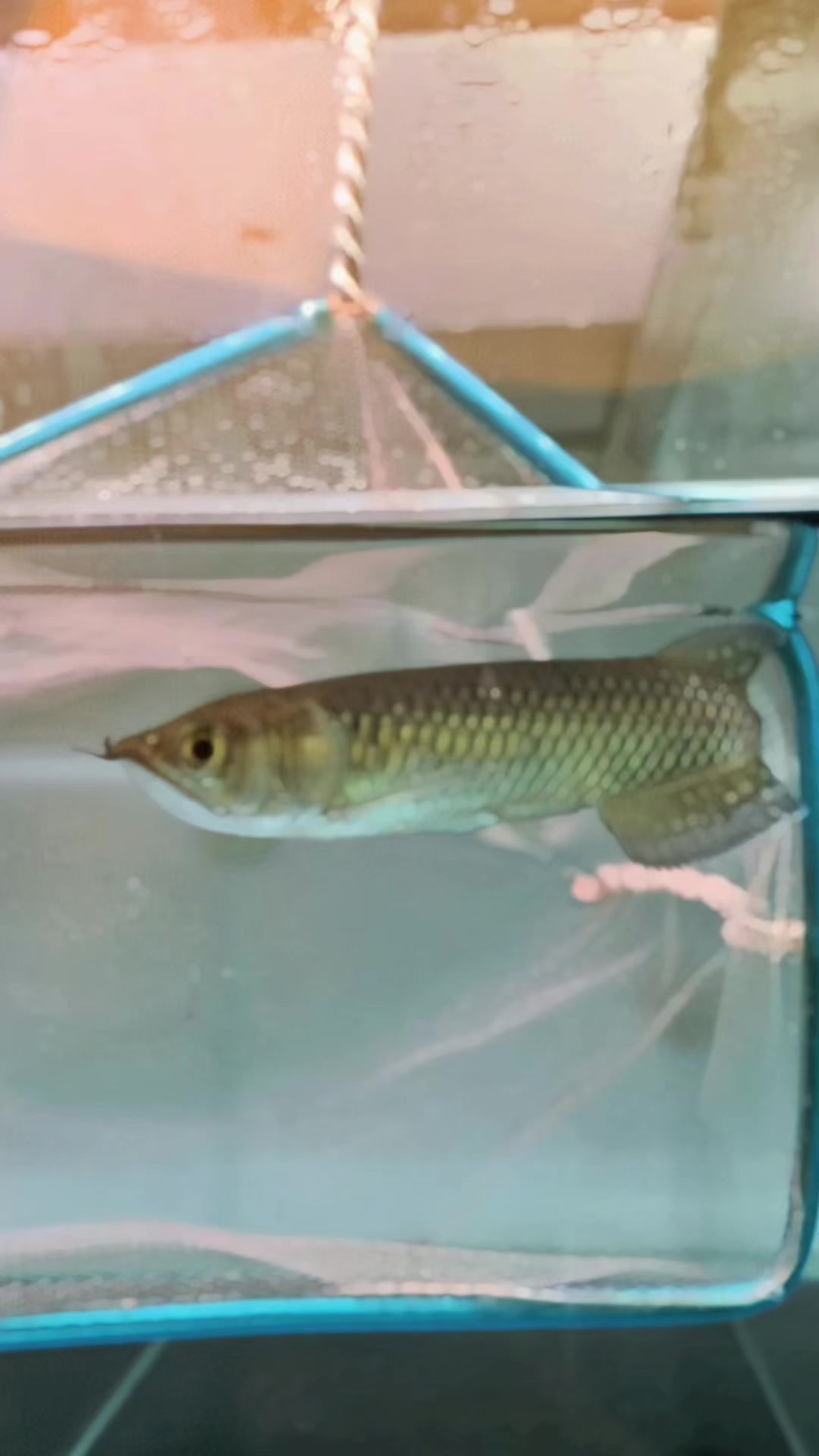 @Vann Arowana
