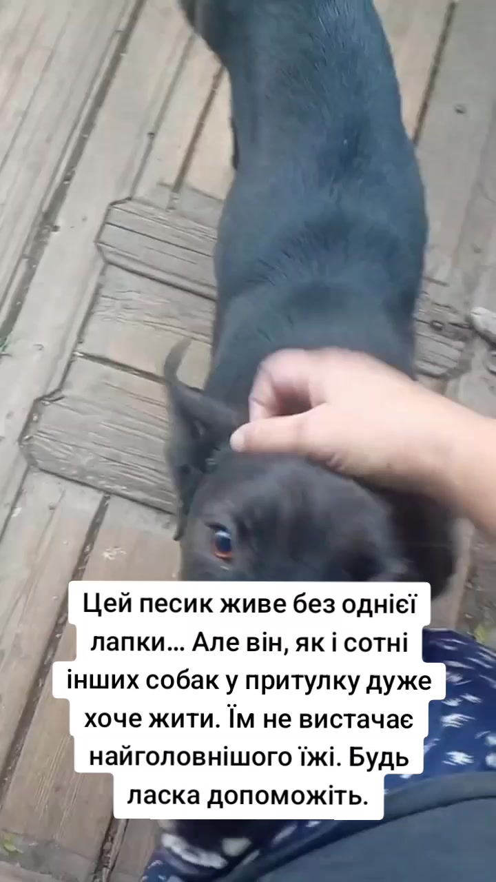 @tvarinkidobra