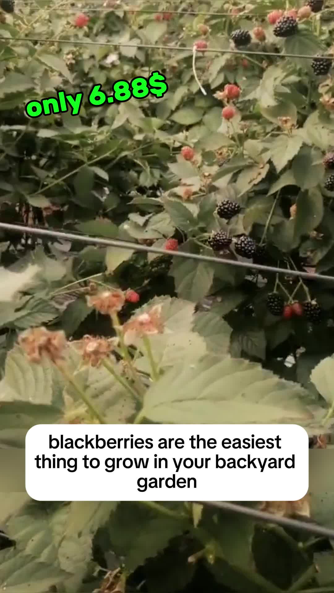 @1