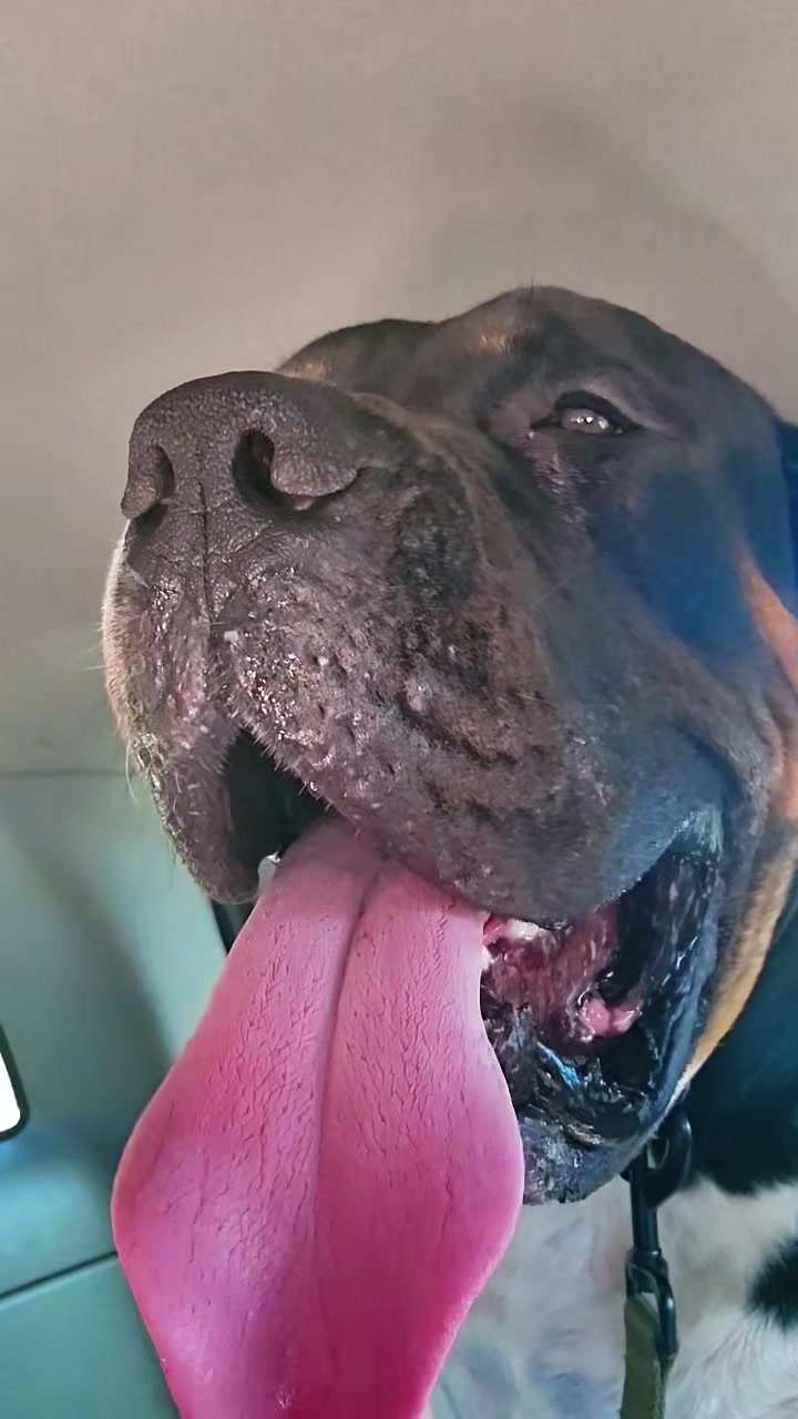 @Southern Shade Boerboels